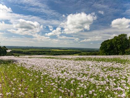 Into the Bloom: Kaas Plateau in Monsoon Magic